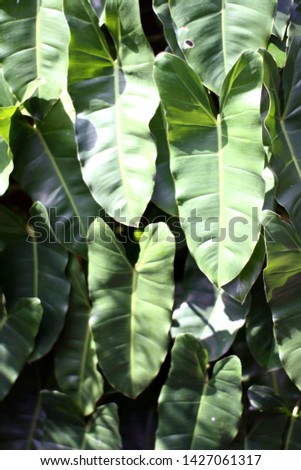 green tropical leaves on garden with blur background