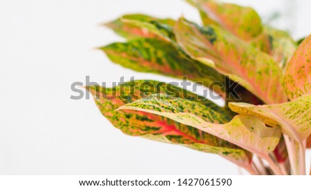 colorful  leaves . Red Ginger leaves or Alpinia purpurata leaf on white background