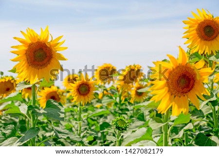 yellow Sunflowers in the field