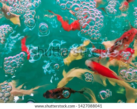 Colorful Butterfly Koi Fish in Tank from Above with Bubbles on Water Surface
