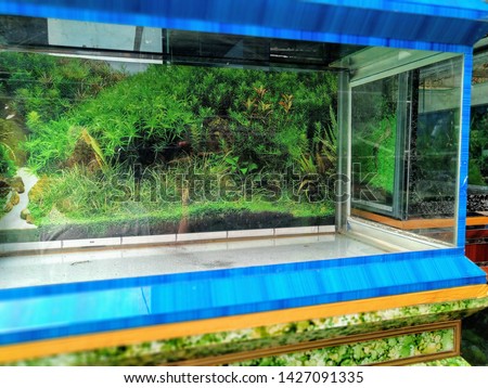 image of landscape nature style aquarium tank with a background variety of aquatic plants inside.