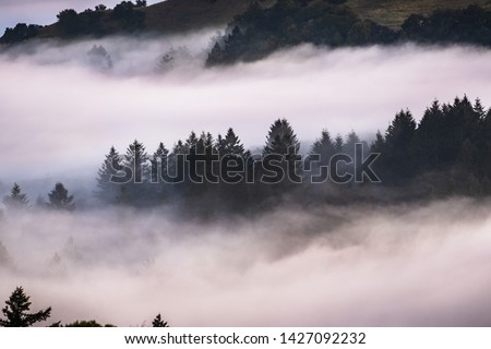 Evergreen trees rising above a sea of clouds in Santa Cruz mountains, San Francisco bay area, California