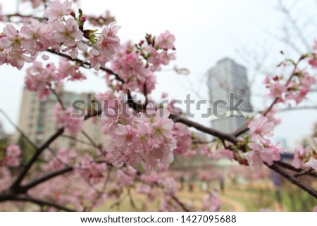 Blooming sukura (cherry blossoms) and building background.