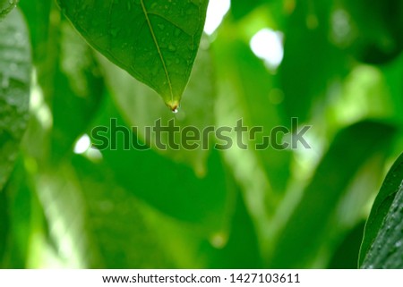 close up Drop of rain falling from green leaf,Beautiful green leaf with drops of water