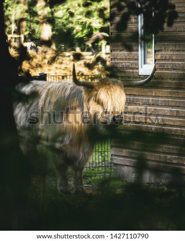 Blonde Highland Cow Hanging Out