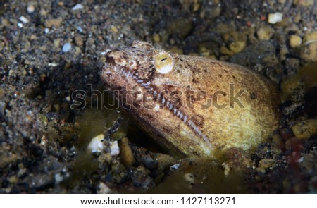 Underwater world - Stargazer Snake Eel (Brachysomophis cirrocheilos). Diving, macro photography. Tulamben, Bali, Indonesia.