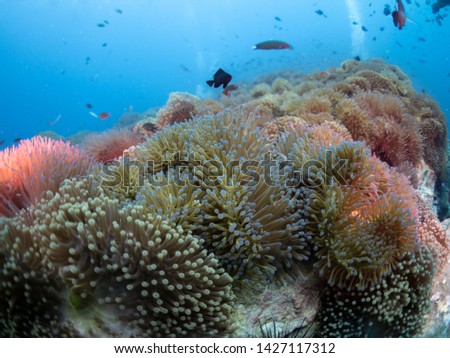 Anemones coral sea clownfish underwater