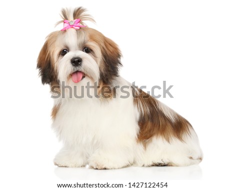 Portrait of a young and happy Shi-tzu dog puppy on a white background. Animal themes Royalty-Free Stock Photo #1427122454