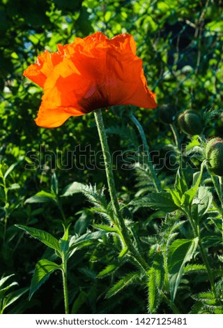 Bright orange poppy flower on blue background. Beautiful summer illustration. Street flower