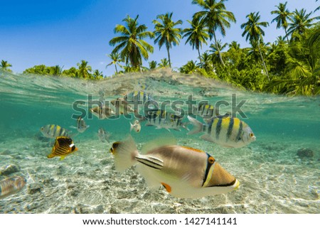 Underwater Scene With Reef And Tropical Fish. Snorkeling in the tropical sea Royalty-Free Stock Photo #1427141141