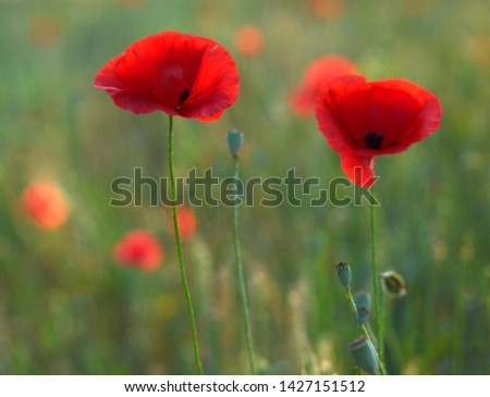Red Poppy flowers in a green field