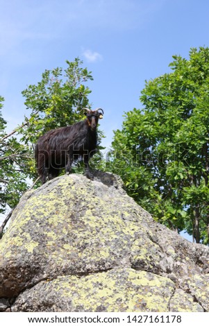 Naughty Goat climbing stone, Turkey