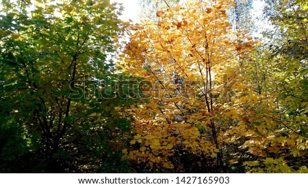 pictured in the photo trees in the fall with yellow , red, and green leaves