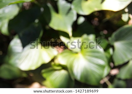 Blur of Top view Tropical forest and travel adventure concept. Close up tropical nature green leaf caladium texture background. Vintage tone filter color style.