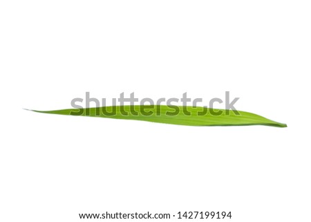 Beautiful isolated green grass leaf on white background.-image.