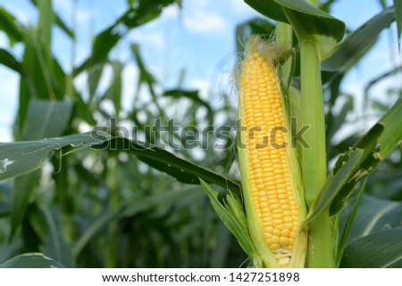 Farmer agronomist holding corn ear on the cob Ripe maize ready for harvest A selective focus picture of corn cob in a cornfield