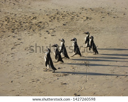 six penguins walking on the sand with their shadows falling behind