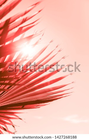 Branches of palm tree under the sunlight sky toned in coral color