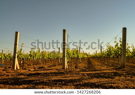 Cultivated vineyard on sunset light