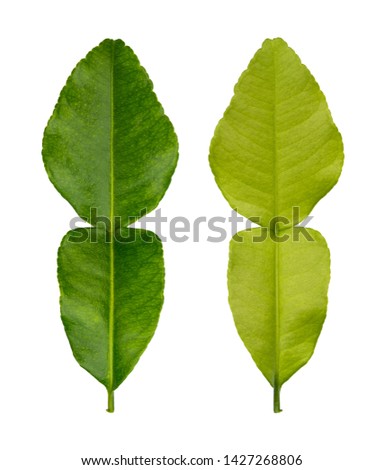 Bergamot leaf (Citrus hystrix, Rutaceae) isolated on white background with clipping path