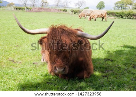 Highland cow lying down in field.