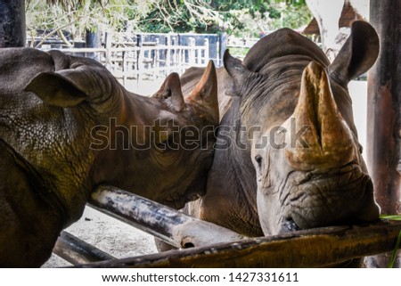 Rhinoceros in the zoo on dark tones