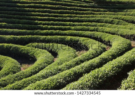 picturesque scenery green tea field