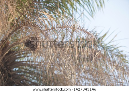 nature close up: horizontal photography of a round bird nest hanging on a palm tree leaf, with blue sky in the background, outdoors on a sunny day in the gambia, Africa