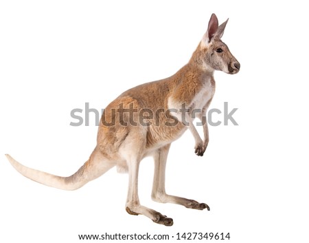 Australian kangaroo isolated studio shot