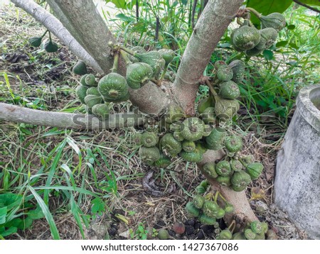 Green guava figs on the tree