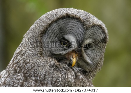Closeup portrait of a great gray owl