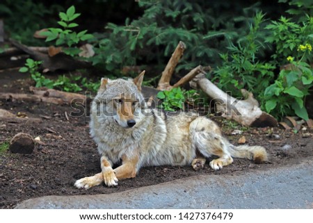 Shedding wolf on the background of plants