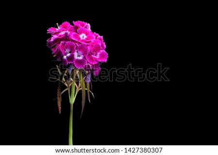 Purple / pink flowers in the dark. Flowers in darkness.