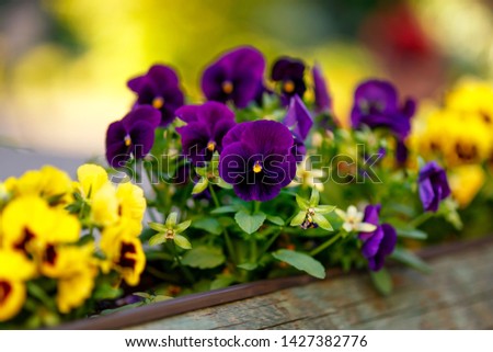 Violet-purple pansies growing in a decorative log. The background is out of focus.
