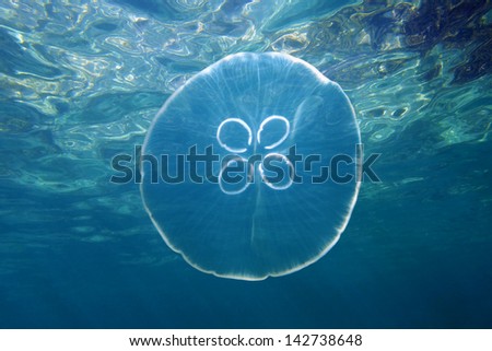 Moon jellyfish, Aurelia aurita, underwater close to the surface, Caribbean sea