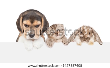 Group of pets  - cat,dog and rabbit, above empty white banner. isolated on white background. Empty space for text