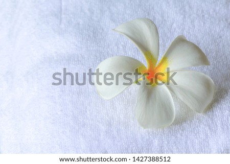 White plumeria flowers on towels, spa symbols and backgrounds.
