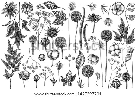 Vector set of hand drawn black and white astilbe, craspedia, blue eryngo, lagurus, cotton, gypsophila Royalty-Free Stock Photo #1427397701