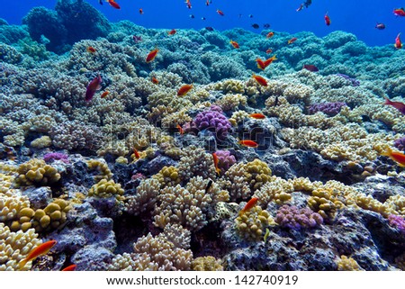 colorful coral reef with hard corals at the bottom of tropical  sea on blue water background- underwater photo