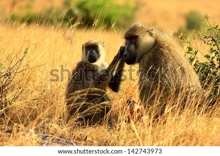 Showing care between two baboons