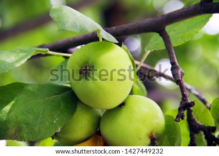 three green non-ripe apples hang on a tree branch