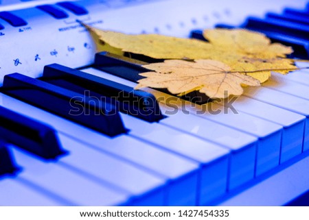 Orange maple leaf on the keys of the piano