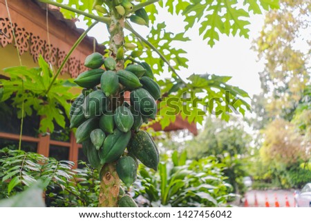 a picture of a very famous fruit in Thailand which is papaya. It is widely use in Thai food under the name papaya salad