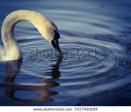 swan taking a nice cool bath