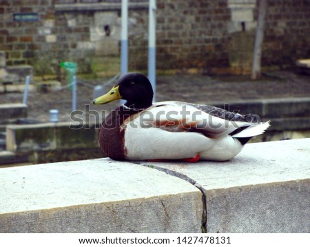 Mallard duck on parapet near river. Closeup photography. Birds in the city.                  