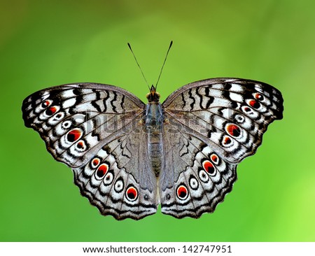 Butterfly species found in Thailand
