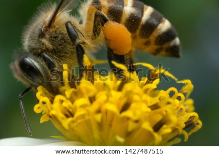 in Malaysia penang island, honey bee Royalty-Free Stock Photo #1427487515