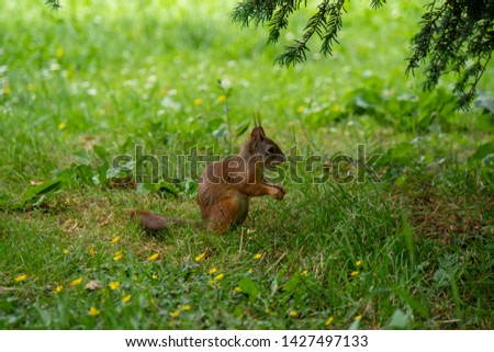 squirrel sitting on the ground searching for food