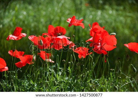 red poppies on a summer field on a sunny day