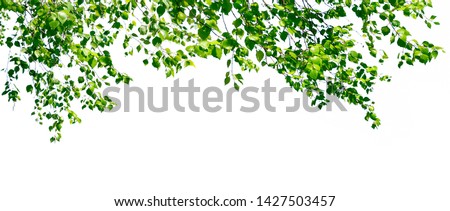 Birch twigs with the young lush green leaves hang down isolated on white. Natural birch background located on top of the picture. Royalty-Free Stock Photo #1427503457
